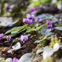 цикламен- цветок весны :: Слава 