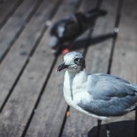 very inquizitive bird :: Ольга Макашова
