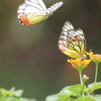 Бабочки это летающие цветы :: maikl falkon 