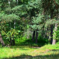 Летом в лесу :: Милешкин Владимир Алексеевич 