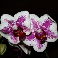 Орхидея :: Ирина Хусточкина