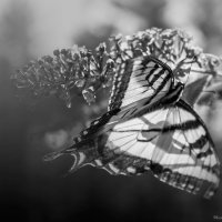 nature in black and white :: Misha McD