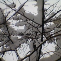 Снег :: Миша Любчик