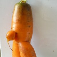 Морковка :: Наталья Березко
