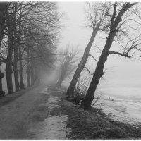 Липовая аллея в тумане :: Lesya Vi