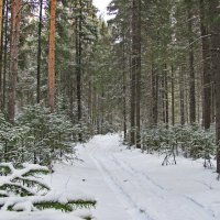 Дорога в зимнем лесу :: Yury Kuzmič