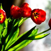 тюльпаны мартовские :: Elena Kornienko