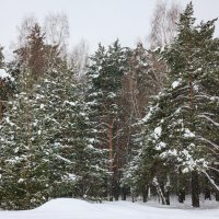 Весенний снегопад. :: Александр Ломов