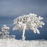 Стужа :: Евгений Виноградов