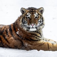 амурский тигр :: Eugene Simachev