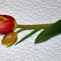 Тюльпан или тюльпаны ... к празднику :: Игорь 