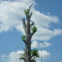 Одинокое дерево - 1 :: Валерий Талашов