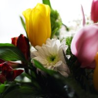 тюльпаны :: Ксения Казимирова