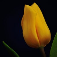Жёлтый тюльпан :: Аня Тёмная
