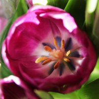 Тюльпан редкого  фиолетового цвета ! :: Damir Si
