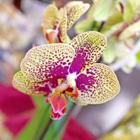 Орхидея :: Анастасия Белякова