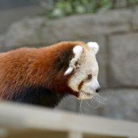 Красная панда :: Валерий Пегушев