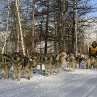 Неспешный старт ( впереди ведь 1000 км.) :: Юрий Приходько