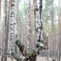 Лысая гора у села Инякино. :: Василий Капитанов