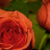 Розы к празднику :: Petrovich 
