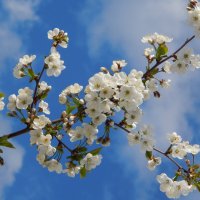 вишневая весна :: Ольга Шерстобитова