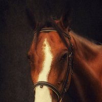 портрет лошади.. :: Жанна ..
