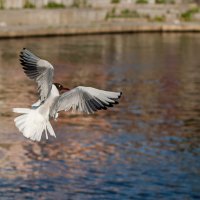 Чайка над водой. :: Александр. Даренский.