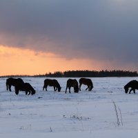 зима и лошади :: Валентина Боровкова
