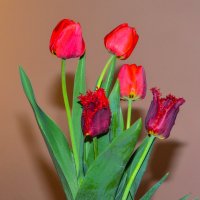 Махровые тюльпаны. :: Александр Фоткин