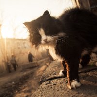 Бездомные котики :: alex_belkin Алексей Белкин