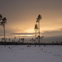 Февраль в Подмосковье :: Олег Пученков