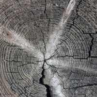 Старое, старое дерево :: Евгений Барзенков
