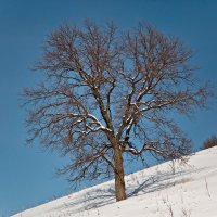 Одинокое дерево на склоне :: Татьяна Губина