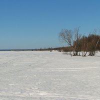 Весенним днем. :: Галина .