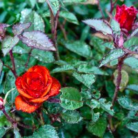 wild rose :: Дмитрий Красько