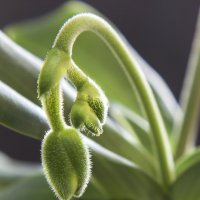 Орхидея :: nakip1 