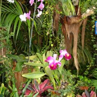 Уголок орхидей в Лоро-парке. :: Владимир Смольников