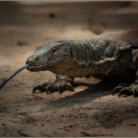 Комодский варан - гигантский индонезийский варан...ZOO Сингапур. :: Александр Вивчарик