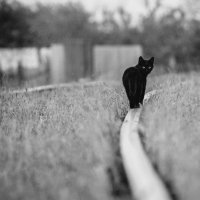 кошка на прогулке... :: Алена Ковалева
