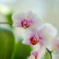 Орхидеи :: Любовь 