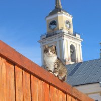 Монастырский кот :: Андрей Чазов