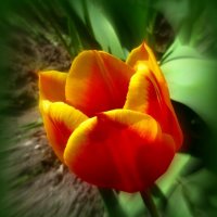 Желто-красный тюльпан :: Сергей Карачин