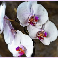 Облако орхидей. :: Любовь Чунарёва