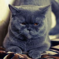 lovely cat :: Настенька Сорокина