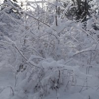 Снежность :: Эдуард Людовик