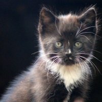 Котёнок :: оля san-alondra