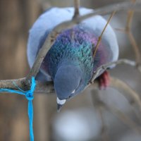 голубь :: Alima Назарова