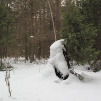 Снежные зарисовку в лесу. :: Валерий.Талбутдинов, 