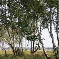 ульяновские  леса :: сергеи шаманин