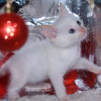 Котёнок по имени Кузя :: Елена Сохарева